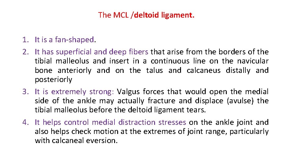 The MCL /deltoid ligament. 1. It is a fan-shaped. 2. It has superficial and The MCL /deltoid ligament. 1. It is a fan-shaped. 2. It has superficial and