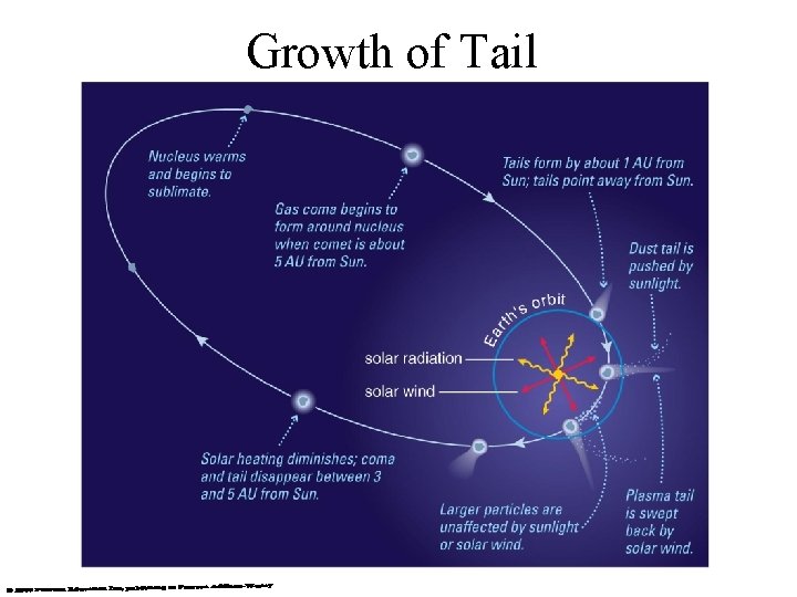 Growth of Tail 