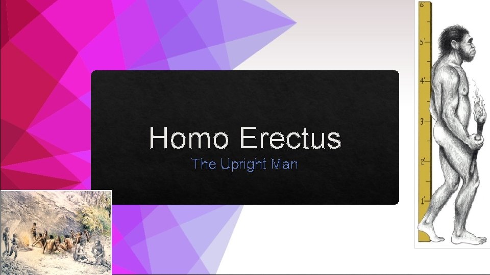 Homo Erectus The Upright Man 