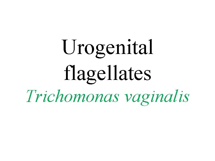 Urogenital flagellates Trichomonas vaginalis 