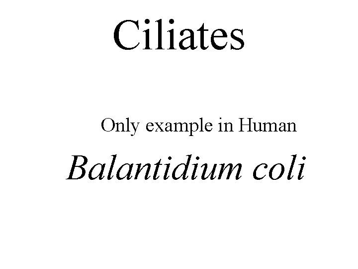 Ciliates Only example in Human Balantidium coli 