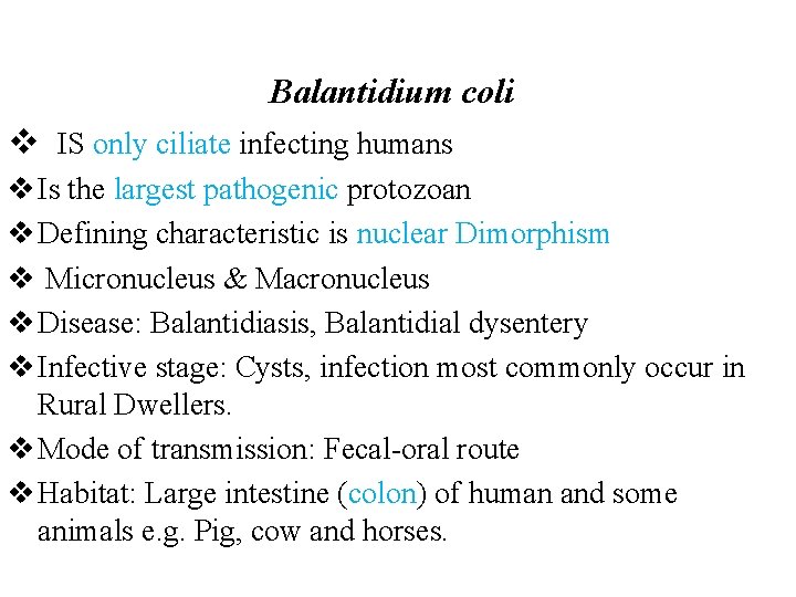 Balantidium coli v IS only ciliate infecting humans v Is the largest pathogenic protozoan