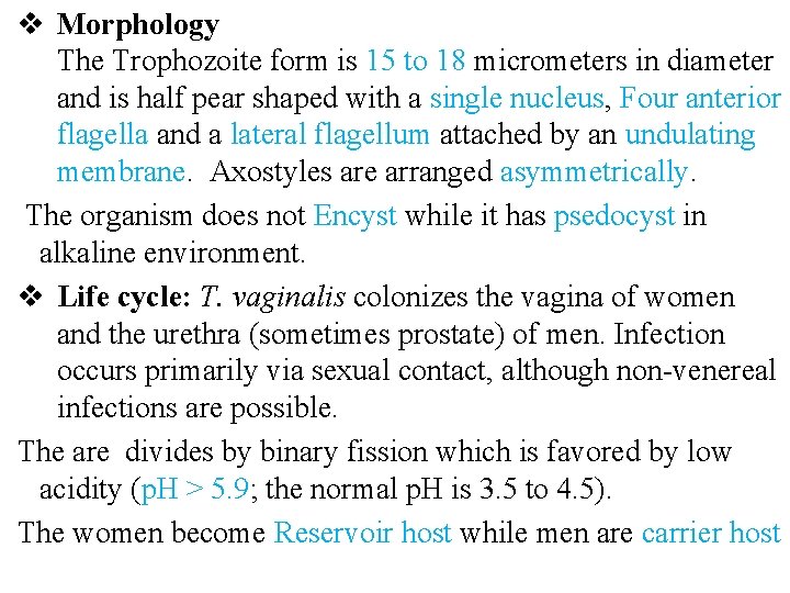 v Morphology The Trophozoite form is 15 to 18 micrometers in diameter and is