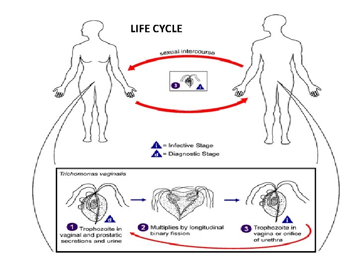 LIFE CYCLE 