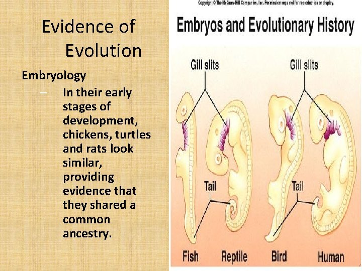Evidence of Evolution Embryology – In their early stages of development, chickens, turtles and