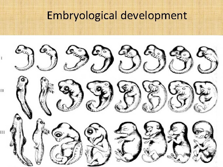 Embryological development 