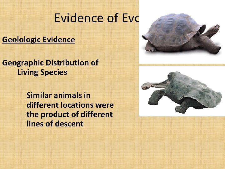 Evidence of Evolution Geolologic Evidence Geographic Distribution of Living Species Similar animals in different