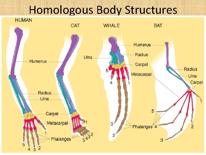 Homologous Body Structures 