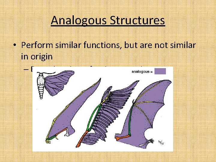 Analogous Structures • Perform similar functions, but are not similar in origin – Example: