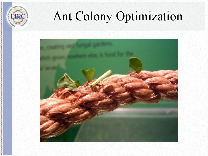 Ant Colony Optimization 