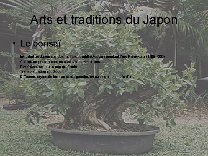 Arts et traditions du Japon • Le bonsaï - Introduit au Japon par des