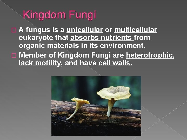 Kingdom Fungi A fungus is a unicellular or multicellular eukaryote that absorbs nutrients from