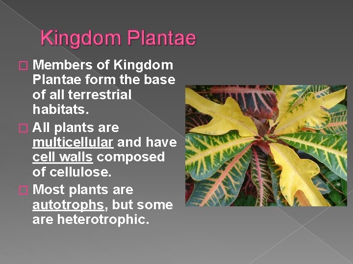 Kingdom Plantae Members of Kingdom Plantae form the base of all terrestrial habitats. �
