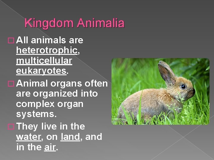 Kingdom Animalia � All animals are heterotrophic, multicellular eukaryotes. � Animal organs often are