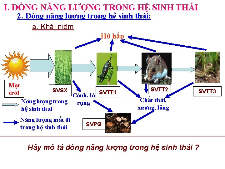 I. DÒNG NĂNG LƯỢNG TRONG HỆ SINH THÁI 2. Dòng năng lượng trong hệ