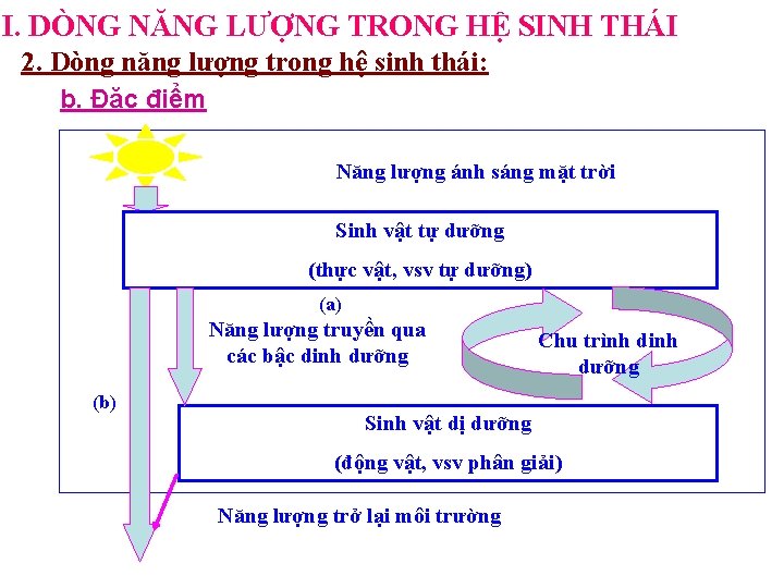 I. DÒNG NĂNG LƯỢNG TRONG HỆ SINH THÁI 2. Dòng năng lượng trong hệ