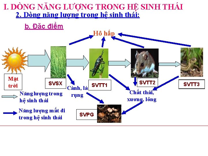 I. DÒNG NĂNG LƯỢNG TRONG HỆ SINH THÁI 2. Dòng năng lượng trong hệ