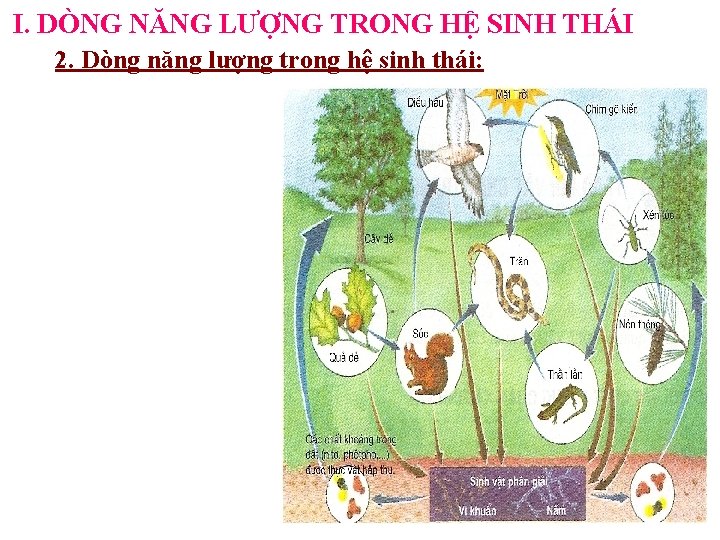 I. DÒNG NĂNG LƯỢNG TRONG HỆ SINH THÁI 2. Dòng năng lượng trong hệ