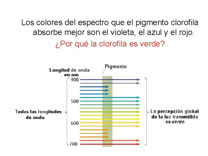 Los colores del espectro que el pigmento clorofila absorbe mejor son el violeta, el