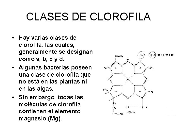 CLASES DE CLOROFILA • Hay varias clases de clorofila, las cuales, generalmente se designan
