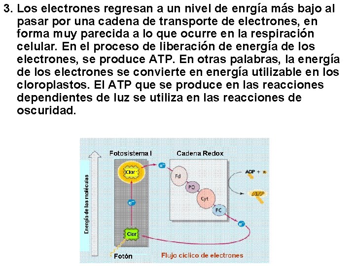 3. Los electrones regresan a un nivel de enrgía más bajo al pasar por