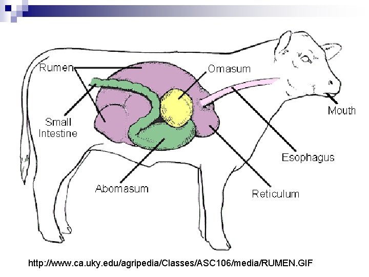 http: //www. ca. uky. edu/agripedia/Classes/ASC 106/media/RUMEN. GIF 