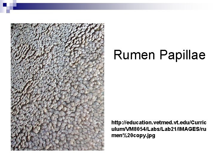 Rumen Papillae http: //education. vetmed. vt. edu/Curric ulum/VM 8054/Labs/Lab 21/IMAGES/ru men%20 copy. jpg 