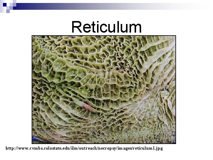 Reticulum http: //www. cvmbs. colostate. edu/ilm/outreach/necropsy/images/reticulum 1. jpg 