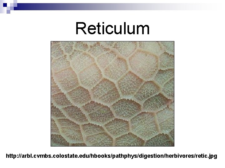 Reticulum http: //arbl. cvmbs. colostate. edu/hbooks/pathphys/digestion/herbivores/retic. jpg 