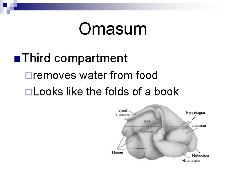Omasum n Third compartment ¨removes water from food ¨Looks like the folds of a