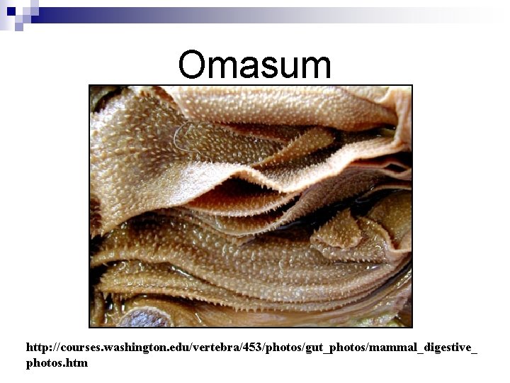 Omasum http: //courses. washington. edu/vertebra/453/photos/gut_photos/mammal_digestive_ photos. htm 