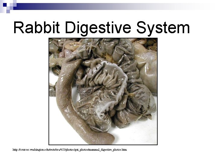 Rabbit Digestive System http: //courses. washington. edu/vertebra/453/photos/gut_photos/mammal_digestive_photos. htm 