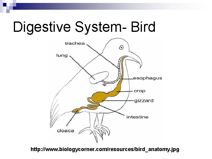 Digestive System- Bird http: //www. biologycorner. com/resources/bird_anatomy. jpg 