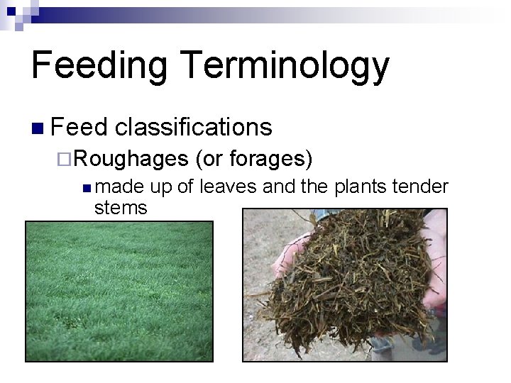 Feeding Terminology n Feed classifications ¨Roughages n made stems (or forages) up of leaves