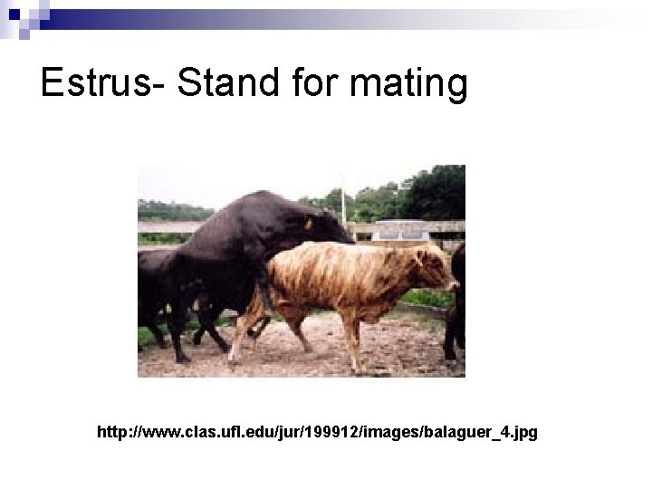 Estrus- Stand for mating http: //www. clas. ufl. edu/jur/199912/images/balaguer_4. jpg 