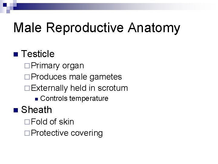 Male Reproductive Anatomy n Testicle ¨ Primary organ ¨ Produces male gametes ¨ Externally
