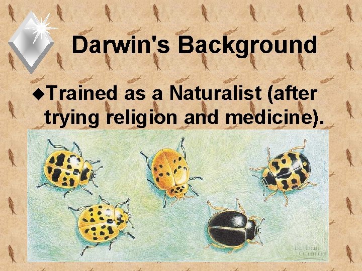 Darwin's Background u. Trained as a Naturalist (after trying religion and medicine). 