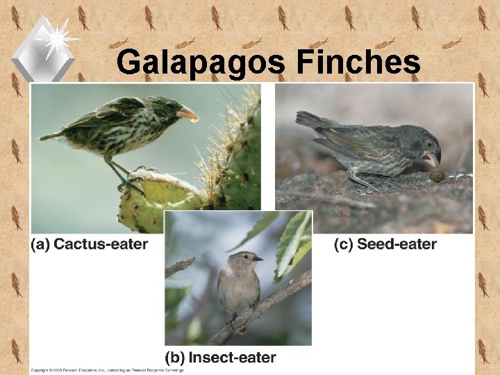 Galapagos Finches 