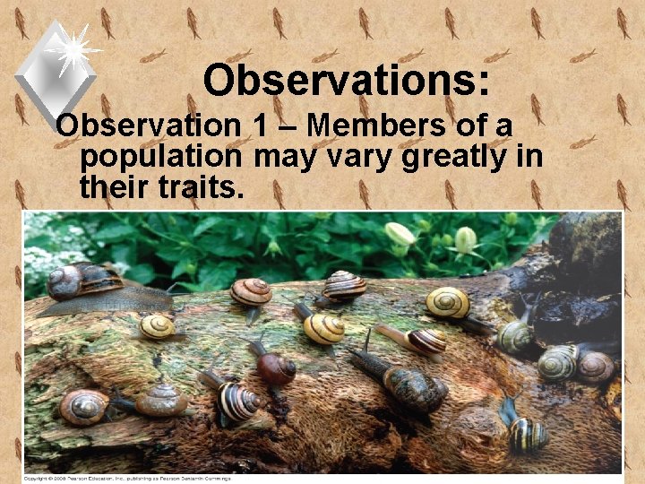 Observations: Observation 1 – Members of a population may vary greatly in their traits.