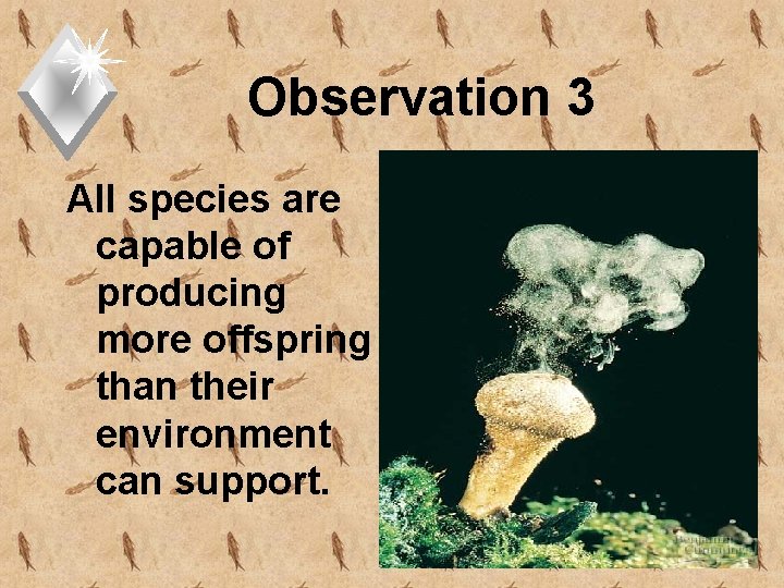 Observation 3 All species are capable of producing more offspring than their environment can