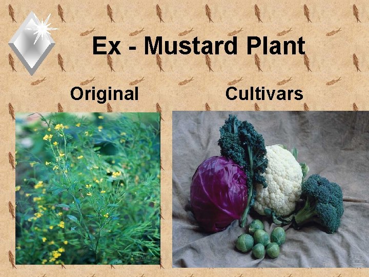 Ex - Mustard Plant Original Cultivars 