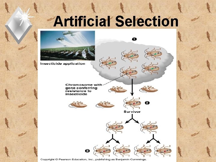 Artificial Selection 