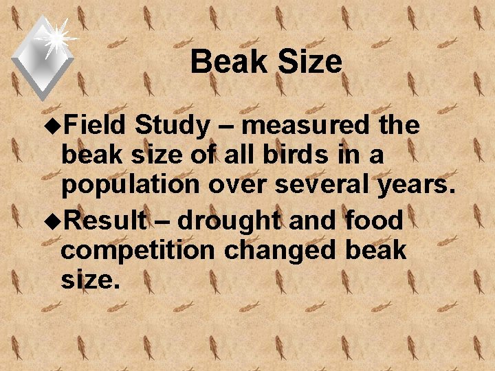 Beak Size u. Field Study – measured the beak size of all birds in