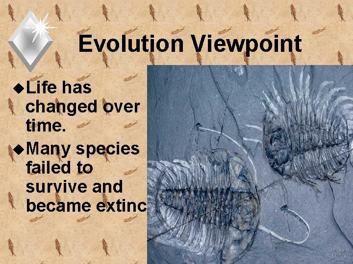 Evolution Viewpoint u. Life has changed over time. u. Many species failed to survive