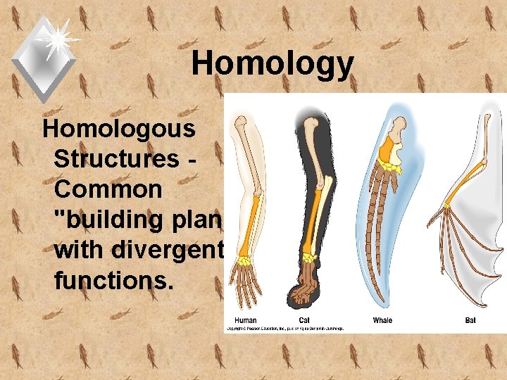 Homology Homologous Structures Common "building plan” with divergent functions. Mammal forelimbs 
