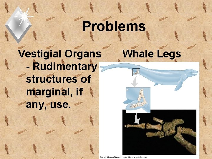 Problems Vestigial Organs - Rudimentary structures of marginal, if any, use. Whale Legs 