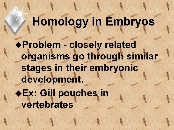 Homology in Embryos u. Problem - closely related organisms go through similar stages in