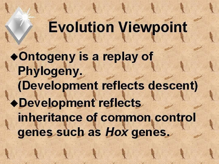 Evolution Viewpoint u. Ontogeny is a replay of Phylogeny. (Development reflects descent) u. Development