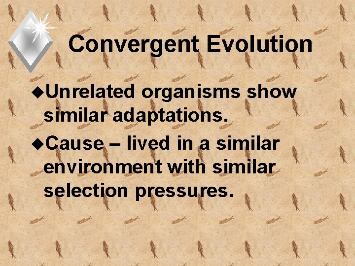 Convergent Evolution u. Unrelated organisms show similar adaptations. u. Cause – lived in a