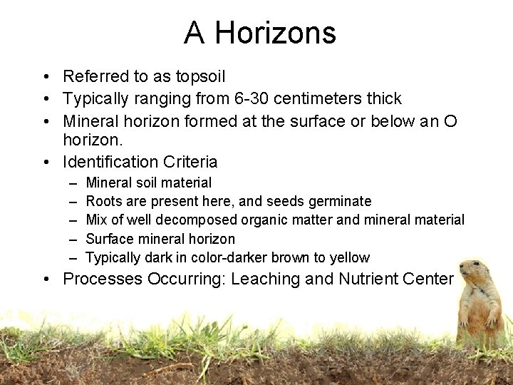 A Horizons • Referred to as topsoil • Typically ranging from 6 -30 centimeters